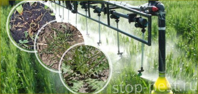 Klasifikace herbicidů