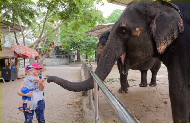 Obrázek 7. Pokud chcete v Thajsku nakrmit slona, není to problém. Najít dobré jídlo pro dítě je výzva! Pořízeno fotoaparátem Fuji X-T10 Fujifilm 16-55 mm f/2,8. Nastavení: 1/100, 2,8, 250, 0,33, 16