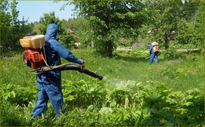 25 nejlepších herbicidů proti plevelům pro rok 2022