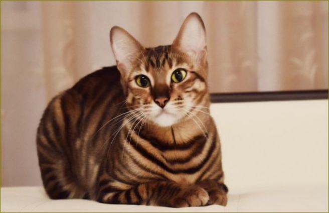 Britská krátkosrstá kočka - pro zdravého domácího mazlíčka stačí běžný pečující přípravek