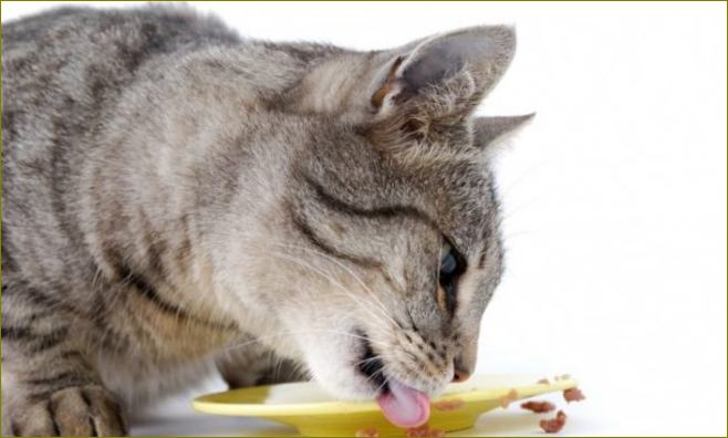 Výběr správného krmiva pro kočky