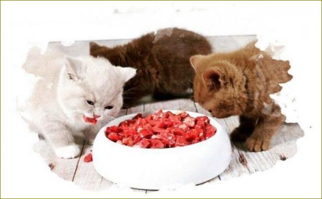 krmivo pro koťata