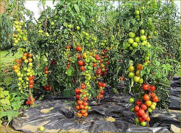 Vysoce výnosné odrůdy rajčat pro venkov