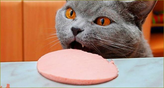 vykastrovaná kočka-nemůže-jíst