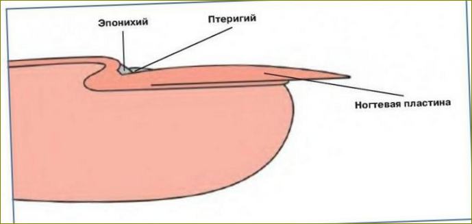 Struktura kutikuly