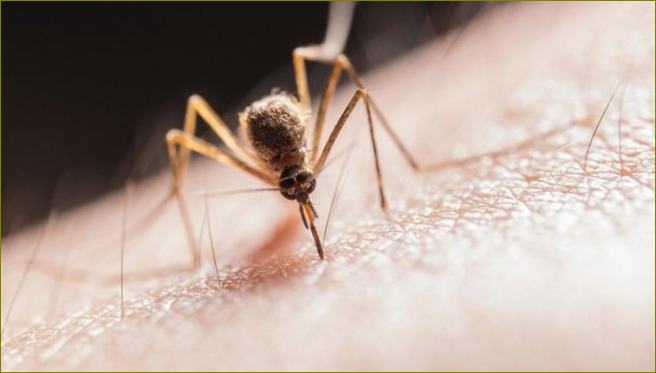 10 nejlepších gadgetů pro boj s komáry