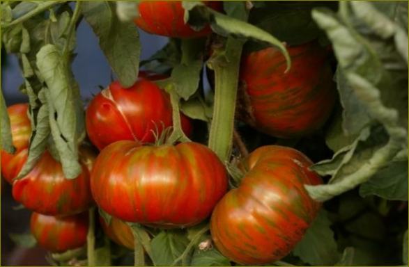 Nejsladší a nenáročné odrůdy rajčat bif-tomato