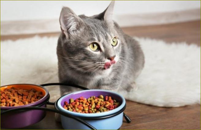 12 nejlepších krmiv pro kočky a koťata