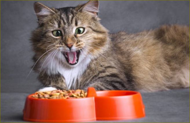 Hodnocení holistického krmiva pro kočky