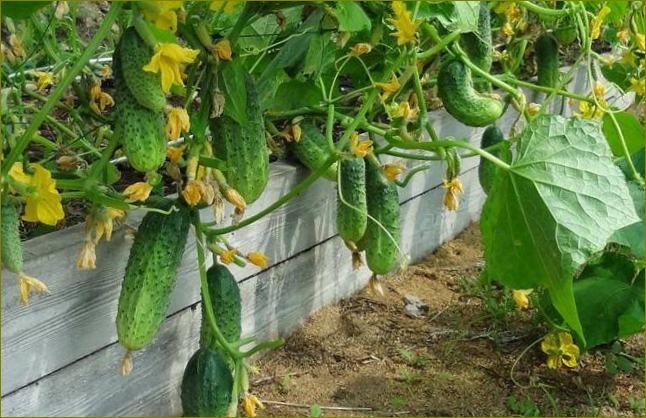 Nejlepší odrůdy skleníkových okurek