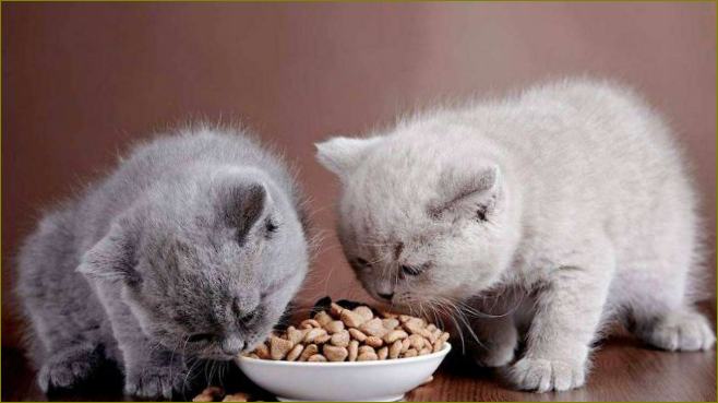 Hypoalergenní krmivo pro kočky recenze
