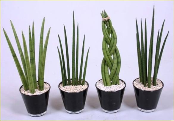 Sansevieria (Ocas džbánku)