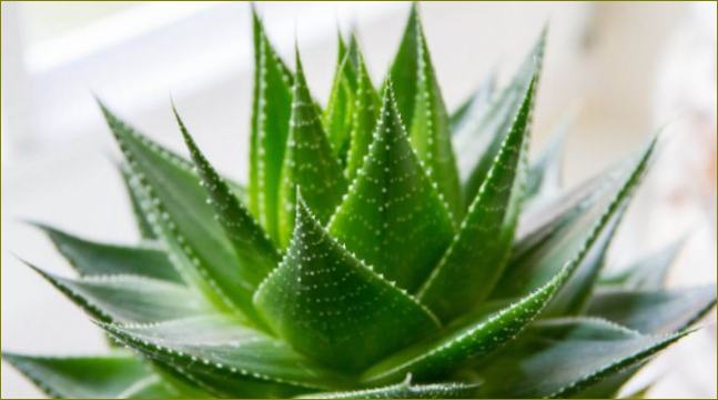 Aloe