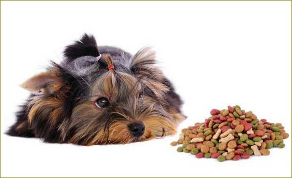 Krmivo pro psy připravené ke konzumaci: Vyberte si třídu krmiva pro svého psa