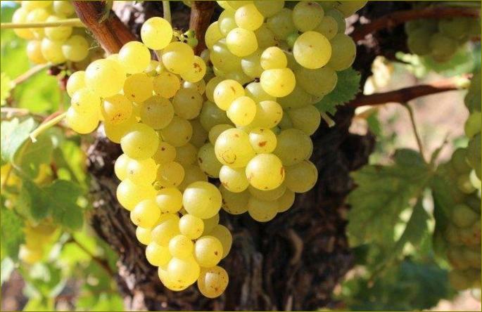 Muscat Bessarabian - Odrůdy vína