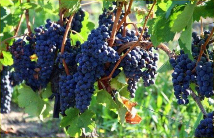 Merlot - Odrůdy vína