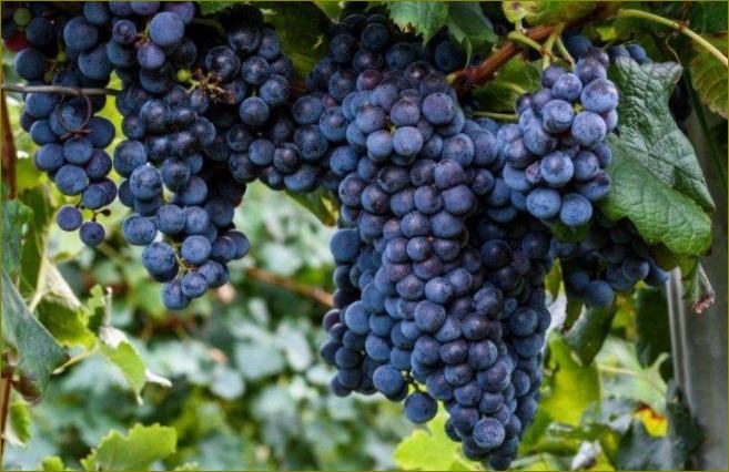 Isabella - Odrůdy vína